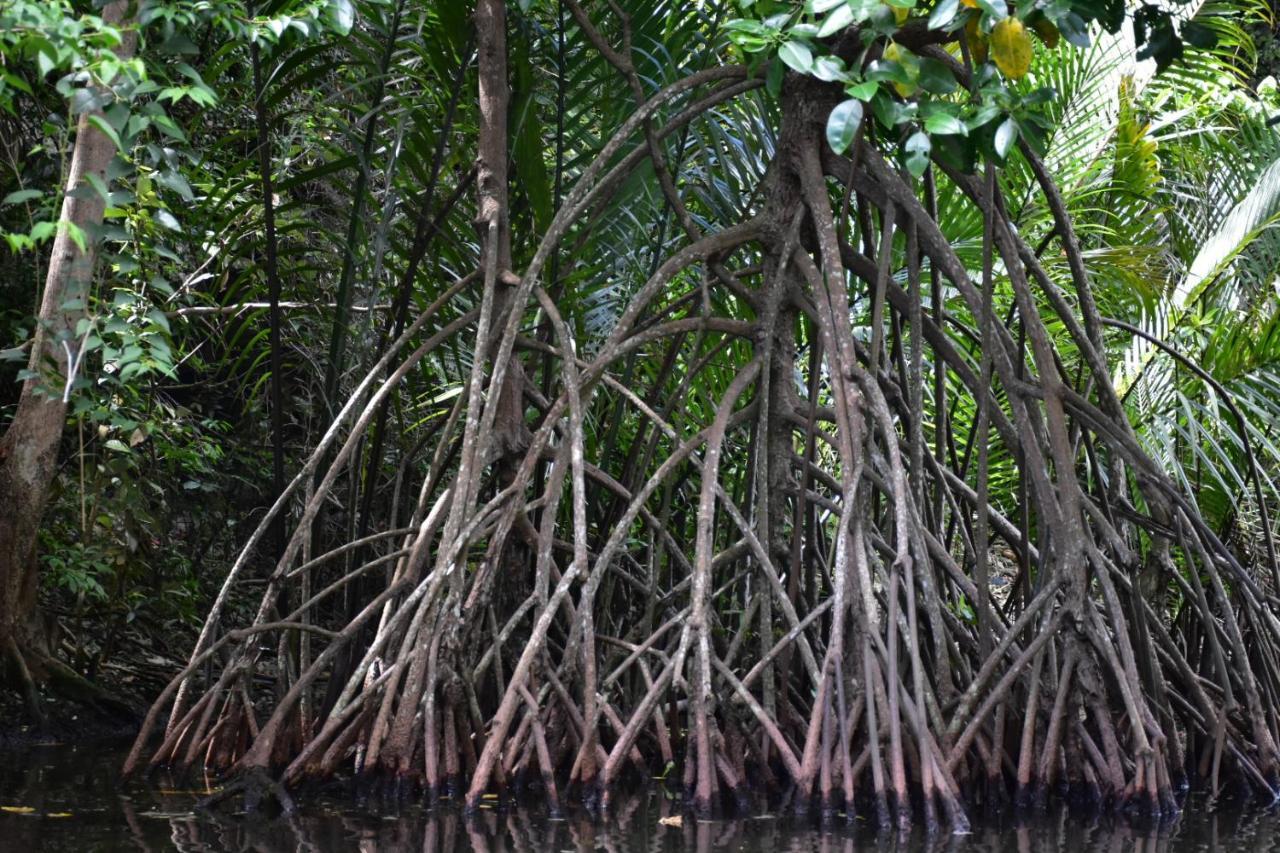 Kasijala Kampoeng Karst Rammang Rammangゲストハウス エクステリア 写真